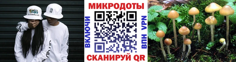 blacksprut Свирск Псилоцибиновые грибы Psilocybine cubensis